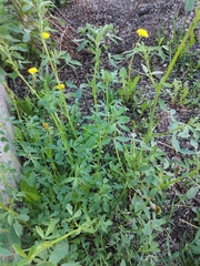 Medicago falcata