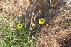 Encelia asperifolia