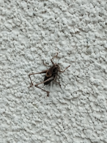 Dark Bush-cricket