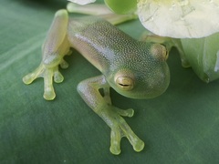 Cochranella granulosa