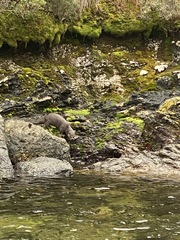 Lontra provocax