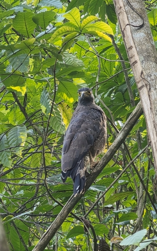Ceylon Serpent-Eagle