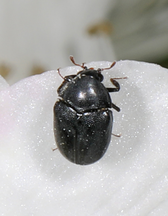 Orphilus ater