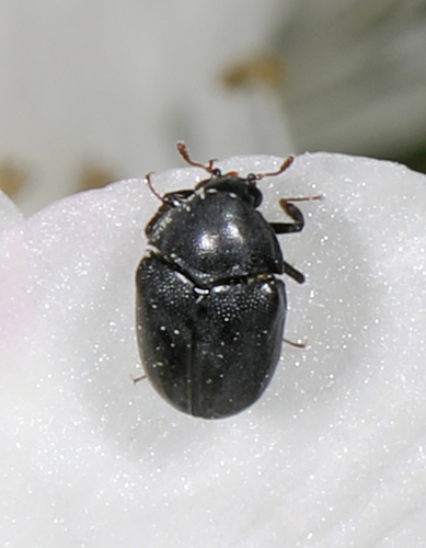 Orphilus ater