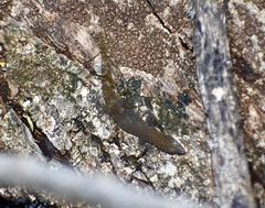 Sphaerodactylus dimorphicus