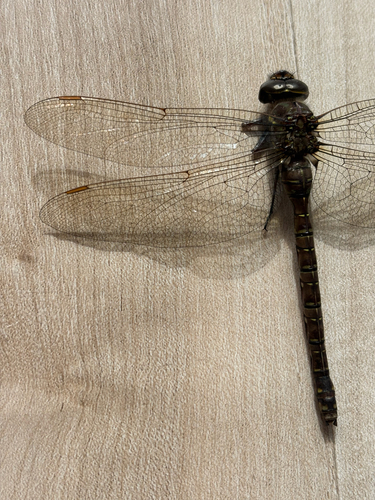 Shadow Darner
