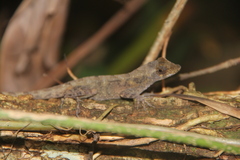Anolis serranoi