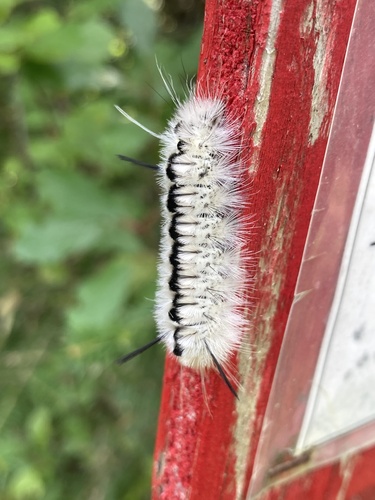 Hickory Tussock Moth