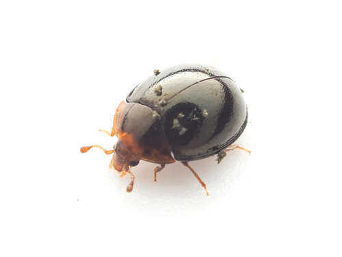 Aphanocephalus observed 2026-09-09