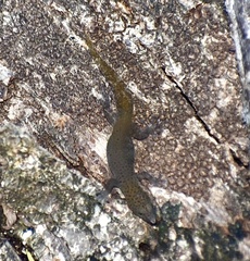 Sphaerodactylus dimorphicus