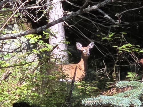 White-tailed Deer