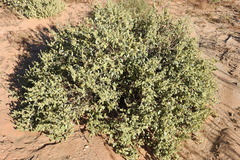 Ambrosia chenopodiifolia