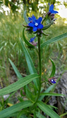 Anchusa gmelinii (Anchusa gmelinii)