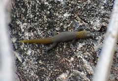 Sphaerodactylus dimorphicus