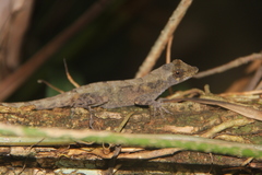 Anolis serranoi