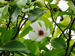 Dillenia philippinensis