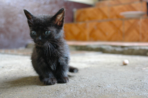 Domestic Cat photographed in Equatorial Guinea