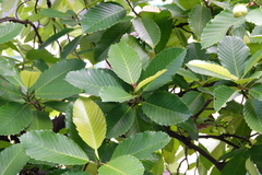 Dillenia philippinensis