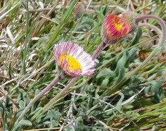 Erigeron tracyi