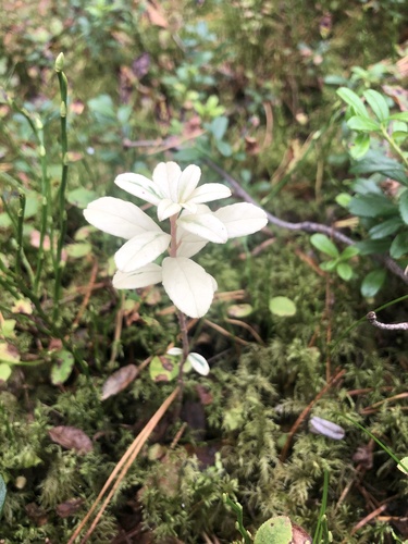 Lingonberry