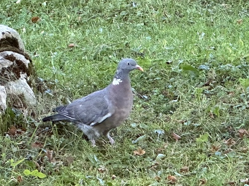 Common Wood-Pigeon