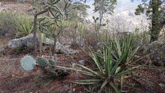 Agave albomarginata