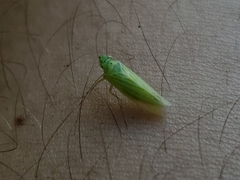 Pagaronia tredecimpunctata