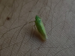 Pagaronia tredecimpunctata