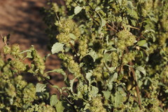 Ambrosia chenopodiifolia