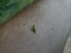 Pagaronia tredecimpunctata