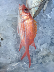 Holocentrus adscensionis