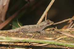 Anolis serranoi