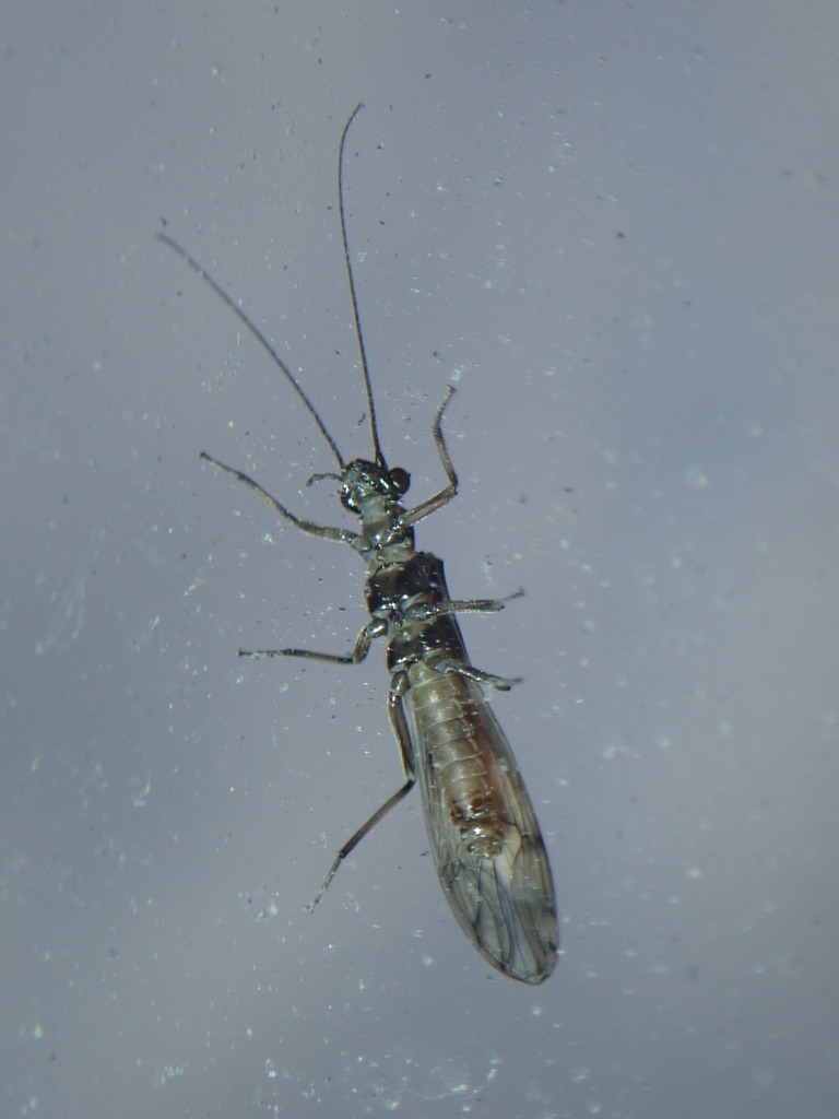 Intrepid Forestfly