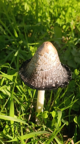 Shaggy Mane