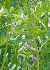 Vicia sativa