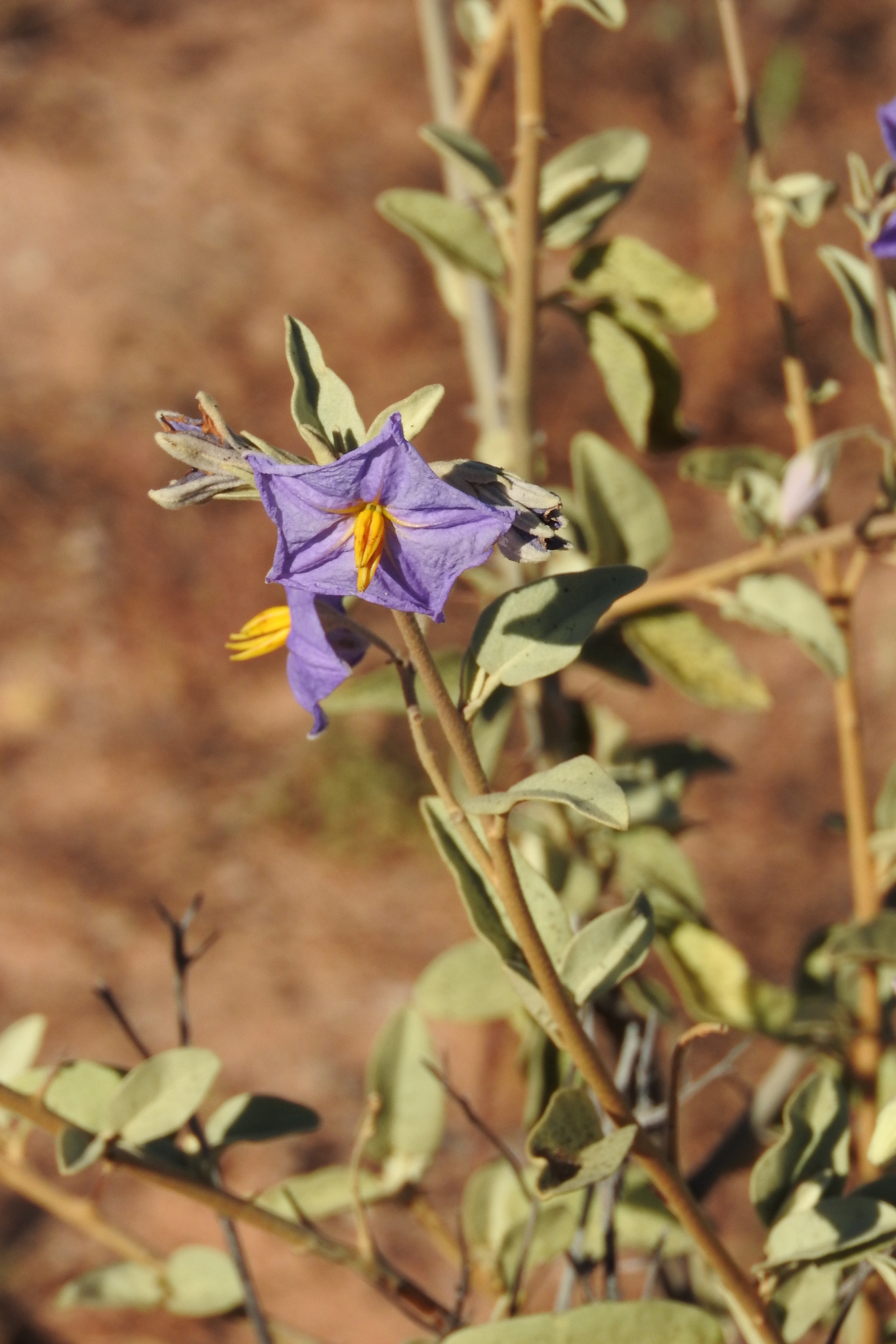 Solanum hindsianum