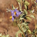 Solanum hindsianum - Photo 由 Liliana Ortiz Serrato 所上傳的 (c) Liliana Ortiz Serrato，保留部份權利CC BY-NC