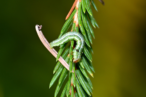 Tawny-barred Angle