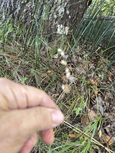 Melica nutans observed 2026-09-11