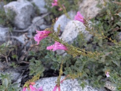 Penstemon newberryi, photograph (c) glitter2136, some rights reserved (CC BY-SA)