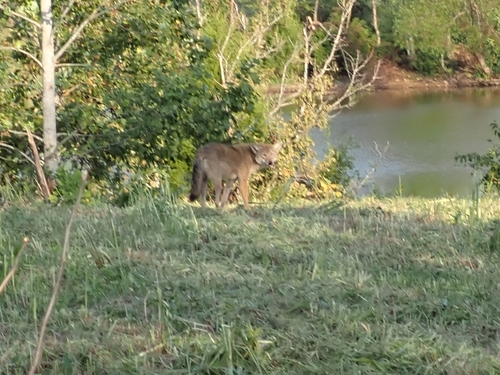 Coyote