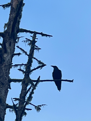 Common Raven