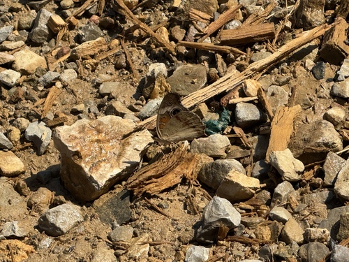 Common Buckeye