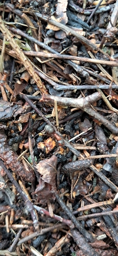 Southern Wood Ant