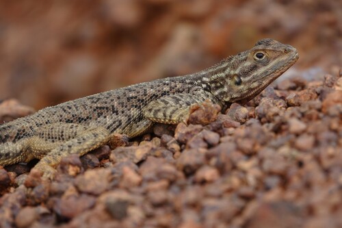 Rainbow Agama