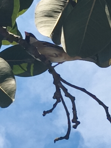 House Sparrow