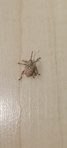 Curculio pellitus