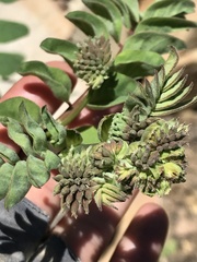 Hosackia crassifolia crassifolia
