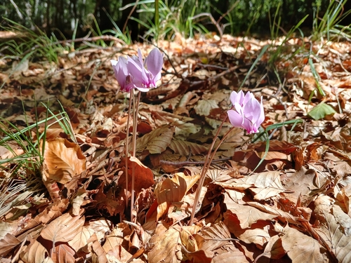 Ivy-leaved cyclamen