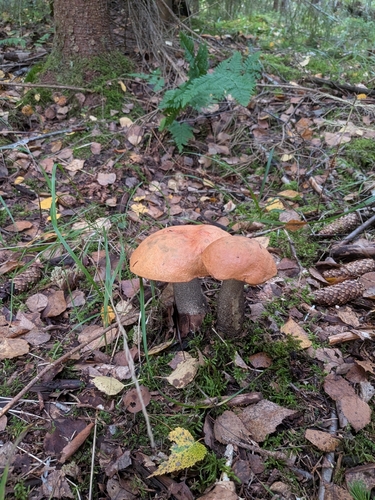 Orange Birch Bolete